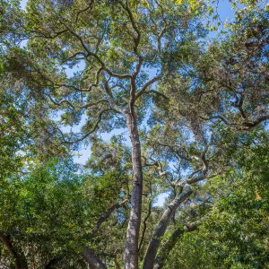 Oak Trees in the Canyon
