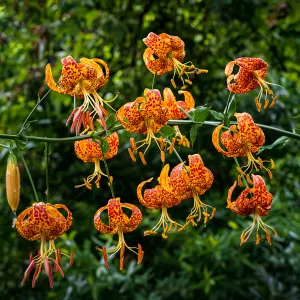 Humboldt's Lilies in the Redwood Section