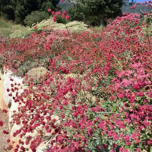 Buckwheat in (wild buckwheat) Island View Garden
