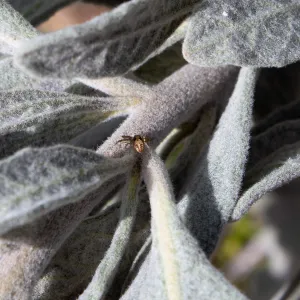 Crab spider on Eriodictyon (Yerba santa), East Camino Cielo Rd, Santa Barbara, CA, Thomas Fire Survey - Mapping Recovery project