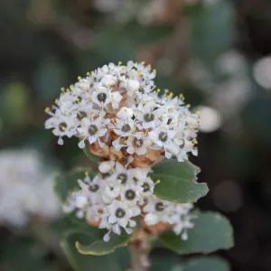Ceanothus crassifolius, East Camino Cielo Rd, Santa Barbara, CA, Thomas Fire Survey - Mapping Recovery project