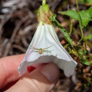Crab spider on Calystegia, Ridge Trail (Near Cold Spring), Santa Barbara, CA, Thomas Fire Survey - Mapping Recovery project
