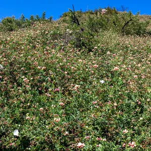 Impressive Acmispon grandiflorus covering a post-burn slope, Cold Springs Trail, Santa Barbara, CA, Thomas Fire Survey - Mapping Recovery project