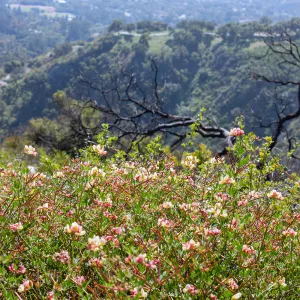 Acmispon grandiflorus covering a post-burn slope with burned tree skeleton in background, Cold Springs Trail, Santa Barbara, CA, Thomas Fire Survey - Mapping Recovery project