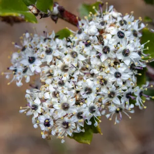 Ceanothus crassifolius, East Camino Cielo Rd, Santa Barbara, CA, Thomas Fire Survey - Mapping Recovery project