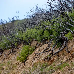 Arctostaphylos (Manzanita) skeletons in post-burn chaparral, East Camino Cielo Rd, Santa Barbara, CA, Thomas Fire Survey - Mapping Recovery project
