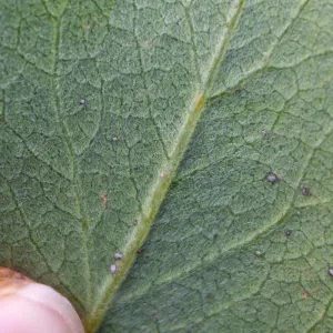 Garrya flavescens leaf, showing trichomes, East Camino Cielo Rd, Santa Barbara, CA, Thomas Fire Survey - Mapping Recovery project