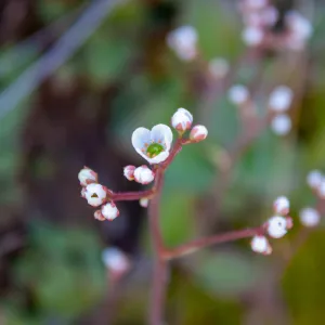 Micranthes californica (California saxifrage), East Camino Cielo Rd, Santa Barbara, CA, Thomas Fire Survey - Mapping Recovery project