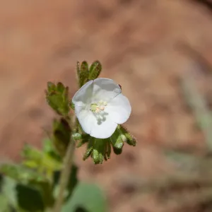 Phacelia viscida albiflora, Valley View Preserve, Ojai, California, Thomas Fire Survey - Mapping Recovery project
