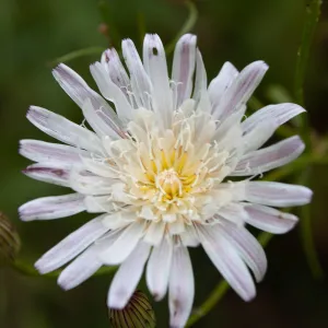 Malacothrix saxatilis, Valley View Preserve, Ojai, California, Thomas Fire Survey - Mapping Recovery project