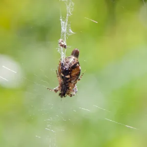 Trashline spider, Tequepis Trail, Santa Barbara, California, Whittier Fire Survey - Mapping Recovery Project
