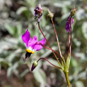 Shooting star (Primula clevelandii), Tequepis Trail, Santa Barbara, California, Whittier Fire Survey - Mapping Recovery Project
