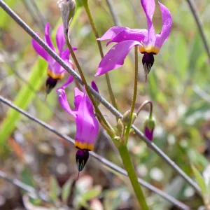 Shooting star (Primula clevelandii), Tequepis Trail, Santa Barbara, California, Whittier Fire Survey - Mapping Recovery Project