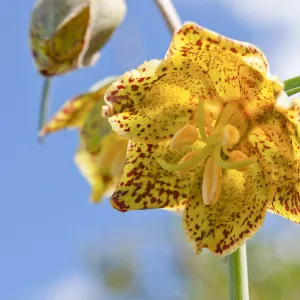 Fritillaria ojaiensis, rare plant (1B.2), Tequepis Trail, Santa Barbara, California, Whittier Fire Survey - Mapping Recovery Project