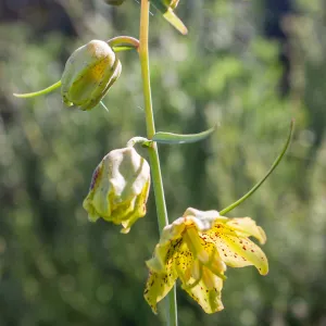 Fritillaria ojaiensis, rare plant (1B.2), Tequepis Trail, Santa Barbara, California, Whittier Fire Survey - Mapping Recovery Project