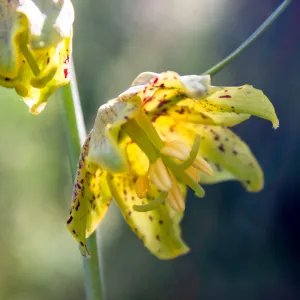 Fritillaria ojaiensis, rare plant (1B.2), Tequepis Trail, Santa Barbara, California, Whittier Fire Survey - Mapping Recovery Project
