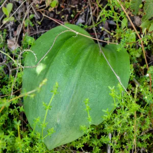 Fritillaria ojaiensis leaf, rare plant (1B.2), Tequepis Trail, Santa Barbara, California, Whittier Fire Survey - Mapping Recovery Project