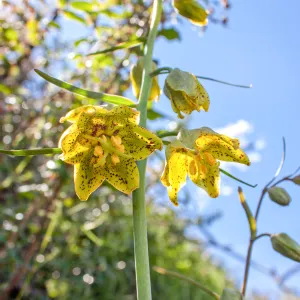 Fritillaria ojaiensis, rare plant (1B.2), Tequepis Trail, Santa Barbara, California, Whittier Fire Survey - Mapping Recovery Project