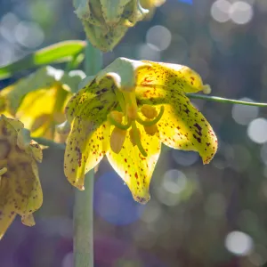 Fritillaria ojaiensis, rare plant (1B.2), Tequepis Trail, Santa Barbara, California, Whittier Fire Survey - Mapping Recovery Project