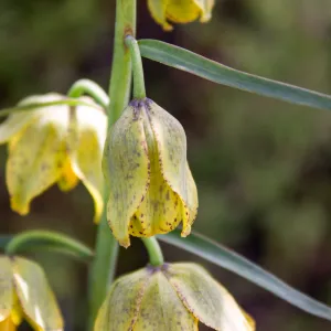 Fritillaria ojaiensis, rare plant (1B.2), Tequepis Trail, Santa Barbara, California, Whittier Fire Survey - Mapping Recovery Project