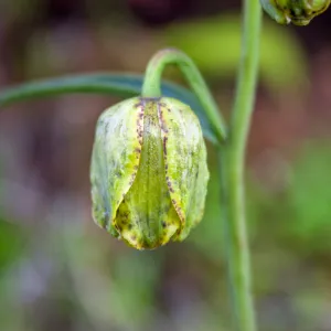 Fritillaria ojaiensis bud, rare plant (1B.2), Tequepis Trail, Santa Barbara, California, Whittier Fire Survey - Mapping Recovery Project