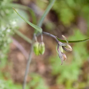 Fritillaria ojaiensis bud, rare plant (1B.2), Tequepis Trail, Santa Barbara, California, Whittier Fire Survey - Mapping Recovery Project