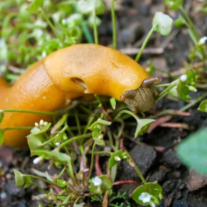 Banana slug (Ariolimax stramineus) on Claytonia, Tequepis Trail, Santa Barbara, California, Whittier Fire Survey - Mapping Recovery Project