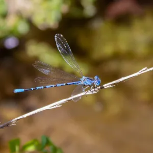 Argia species, a damselfly, Matilija Road, Ojai, California, Thomas Fire Survey - Mapping Recovery project