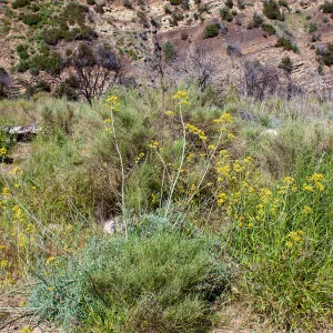 Ehrendorferia chrysantha, Forest Rte 5N13, West Fork Matilija Creek, Ojai, California, Thomas Fire Survey - Mapping Recovery project