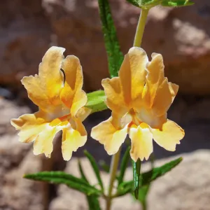 Diplacus longiflorus , McMenemy Trail, Santa Barbara, California, Thomas Fire Survey - Mapping Recovery project