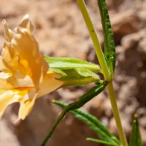 Diplacus longiflorus , McMenemy Trail, Santa Barbara, California, Thomas Fire Survey - Mapping Recovery project