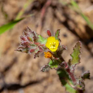 Camissoniopsis species, McMenemy Trail, Santa Barbara, California, Thomas Fire Survey - Mapping Recovery project
