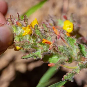 Camissoniopsis species, McMenemy Trail, Santa Barbara, California, Thomas Fire Survey - Mapping Recovery project