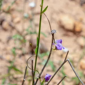 Flower in Tribe Antirrhineae, McMenemy Trail, Santa Barbara, California, Thomas Fire Survey - Mapping Recovery project