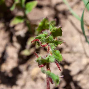 Camissoniopsis species, showing seeds, McMenemy Trail, Santa Barbara, California, Thomas Fire Survey - Mapping Recovery project