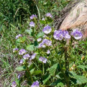 Phacelia grandiflora, McMenemy Trail, Santa Barbara, California, Thomas Fire Survey - Mapping Recovery project