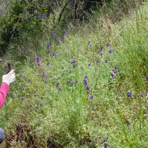 Stephanie Calloway recording iNaturalist observation of Delphinium, Jameson Lake, Santa Barbara, California, Thomas Fire Survey - Mapping Recovery project