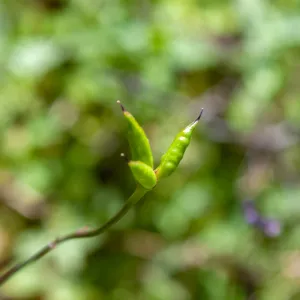 Delphinium (Larkspur) fruits, Jameson Lake, Santa Barbara, California, Thomas Fire Survey - Mapping Recovery project