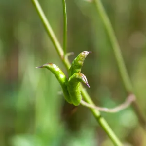Delphinium (Larkspur) fruits, Jameson Lake, Santa Barbara, California, Thomas Fire Survey - Mapping Recovery project