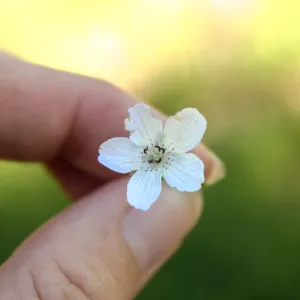 Nemophila menziesii (baby blue eyes), Forest Service Road 5N13, Santa Barbara, CA, Thomas Fire Survey - Mapping Recovery project