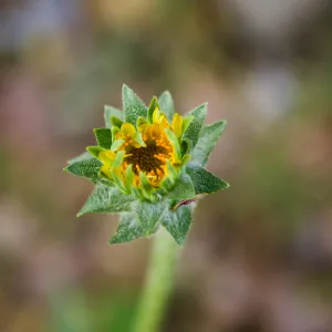 Agoseris flower, Camuesa Rd, Santa Barbara, CA, Thomas Fire Survey - Mapping Recovery project