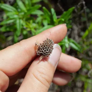 Monardella hypoleuca hypoleuca, rare plant (1B.3), Romero Camuesa Rd, Santa Barbara, CA, Thomas Fire Survey - Mapping Recovery project