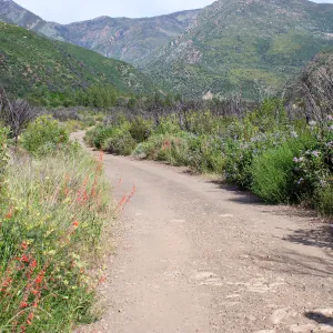 Post-burn chaparral landscape, Murietta Rd, Ojai, CA, Thomas Fire Survey - Mapping Recovery project