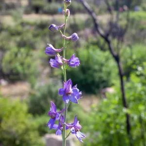 Delphinium (larkspur) in post-burn chaparral, Murietta Rd (5N13), Ojai, CA, Thomas Fire Survey - Mapping Recovery project