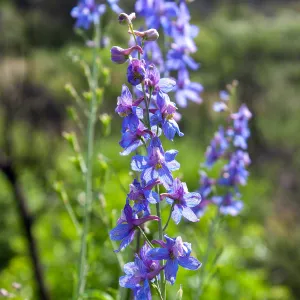 Delphinium (larkspur) in post-burn chaparral, Murietta Rd (5N13), Ojai, CA, Thomas Fire Survey - Mapping Recovery project