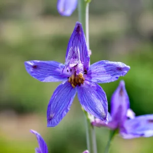 Delphinium (larkspur) in post-burn chaparral, Murietta Rd (5N13), Ojai, CA, Thomas Fire Survey - Mapping Recovery project