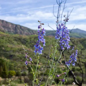 Delphinium (larkspur) in post-burn chaparral, Murietta Rd (5N13), Ojai, CA, Thomas Fire Survey - Mapping Recovery project