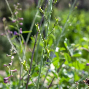 Delphinium (larkspur) fruits in post-burn chaparral, Murietta Rd (5N13), Ojai, CA, Thomas Fire Survey - Mapping Recovery project