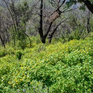 Canyon sunflower (Venegasia carpesioides) under burned oaks, Murietta Rd (5N13), Ojai, CA, Thomas Fire Survey - Mapping Recovery project