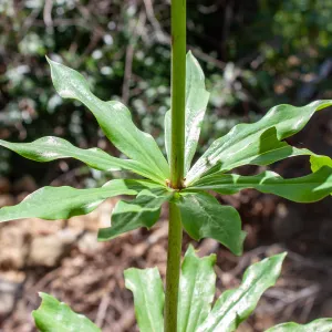 Lilium humboldtii subsp. ocellatum, not yet in flower, Murietta Rd (5N13), Ojai, CA, Thomas Fire Survey - Mapping Recovery project